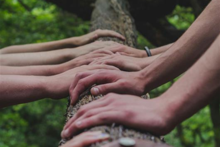 Several hands placed on a bark of tree in a forest