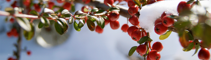 Cranberry Cotoneaster branch defrosting outside