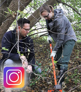 thumbnail image of two people digging up invasive species in the woods