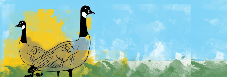 Geese icons on blue background