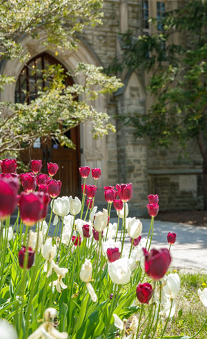 purple and white tulips in front a typical building entrance