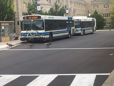 Buses lining up at the Natural Science entrance along Middlesex Drive