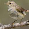 bird friendly