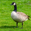 canada goose