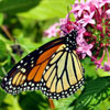 butterfly