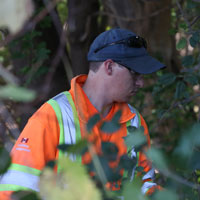Landscape services employees in high visibility vest and other PPE working around buck thorn plants