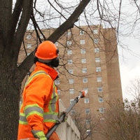 Landscape services employees in high visibility vest and other PPE power pruning a tree