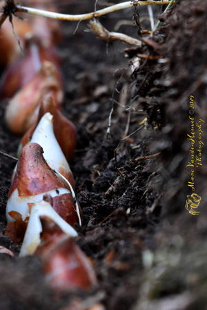 Rows of tulips bulbs in a soil trench