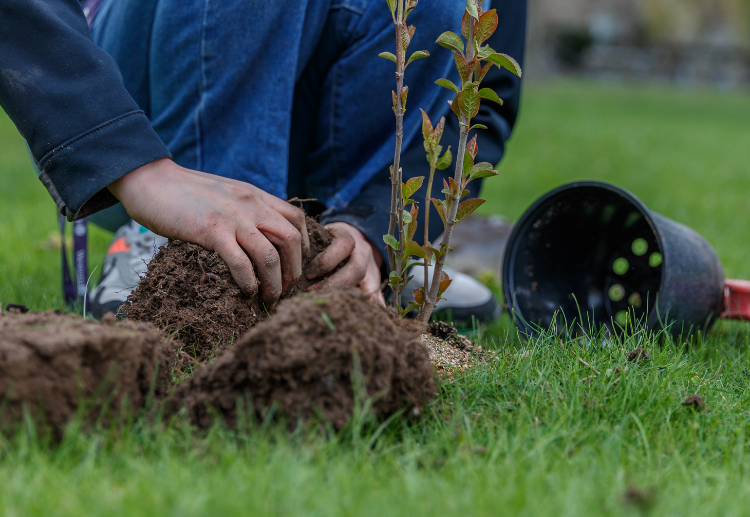 Image of hands putting a plant into the ground
