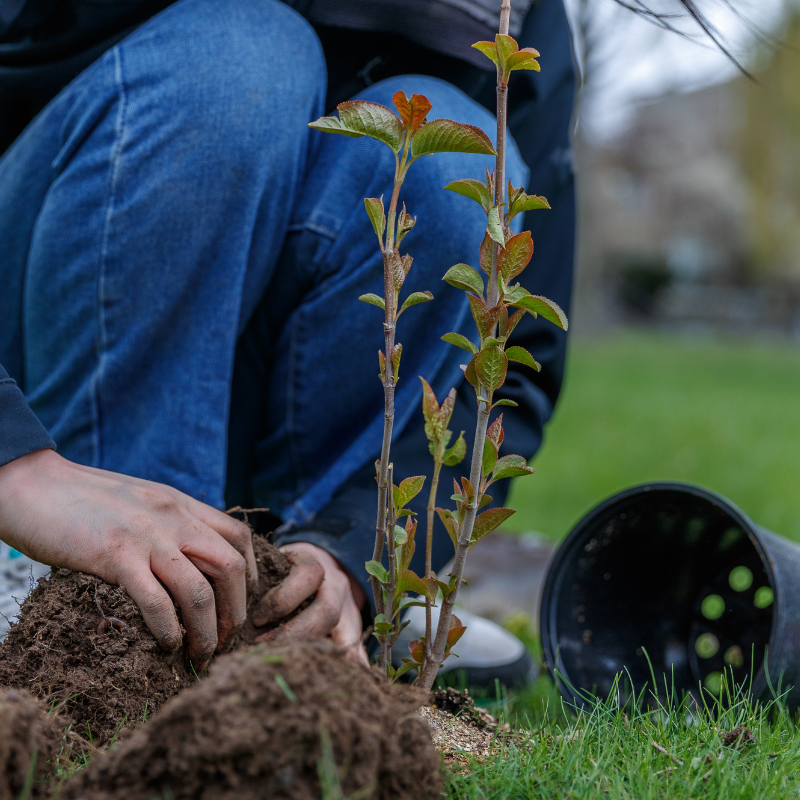 Environment and Sustainability
