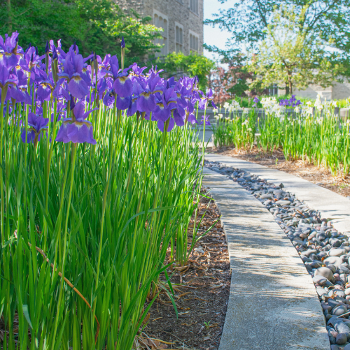 purple flowers blooming