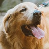 Golden retriever headshot