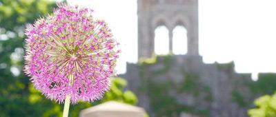 A round flower in front of UC Tower