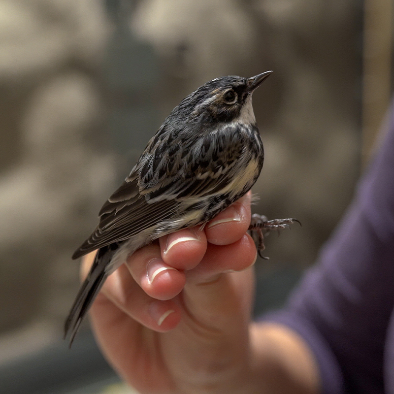 Photo of a bird