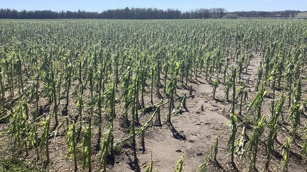 crop-damage_600x.jpg