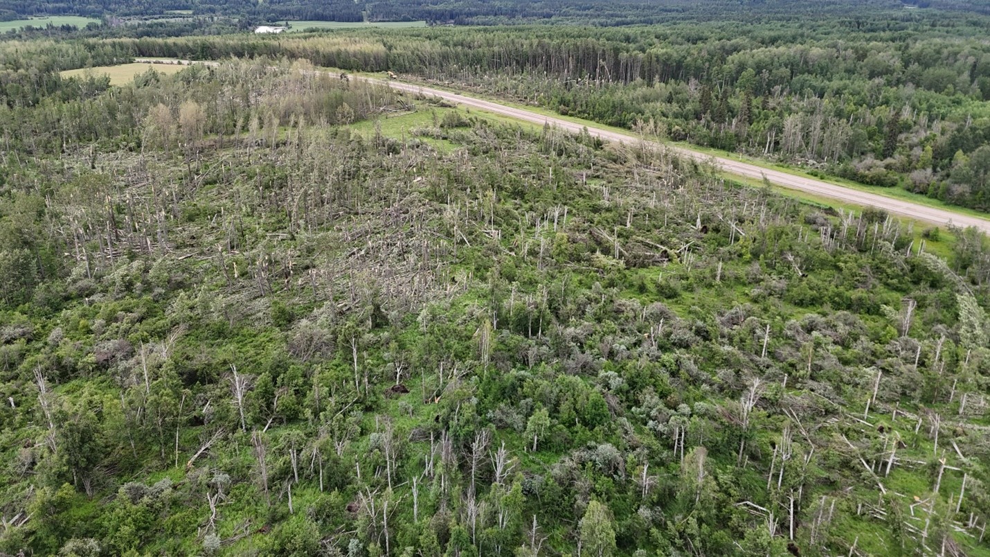 Lodgepole damage