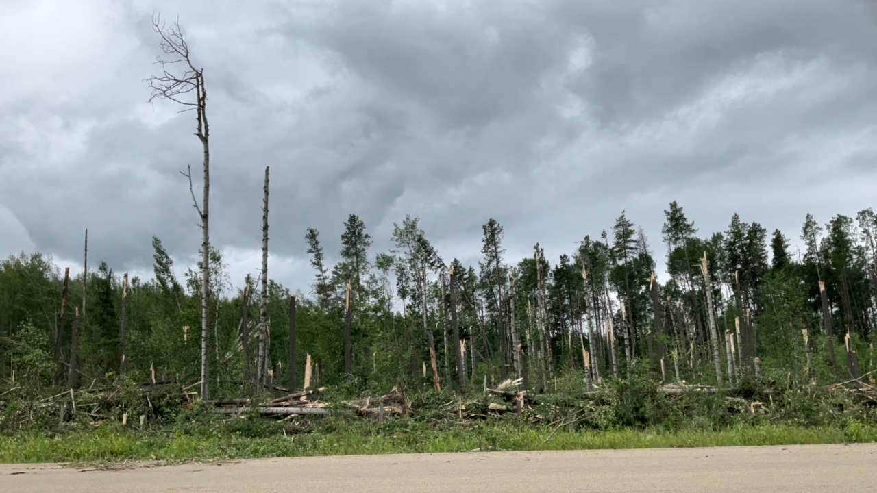 Lodgepole damage