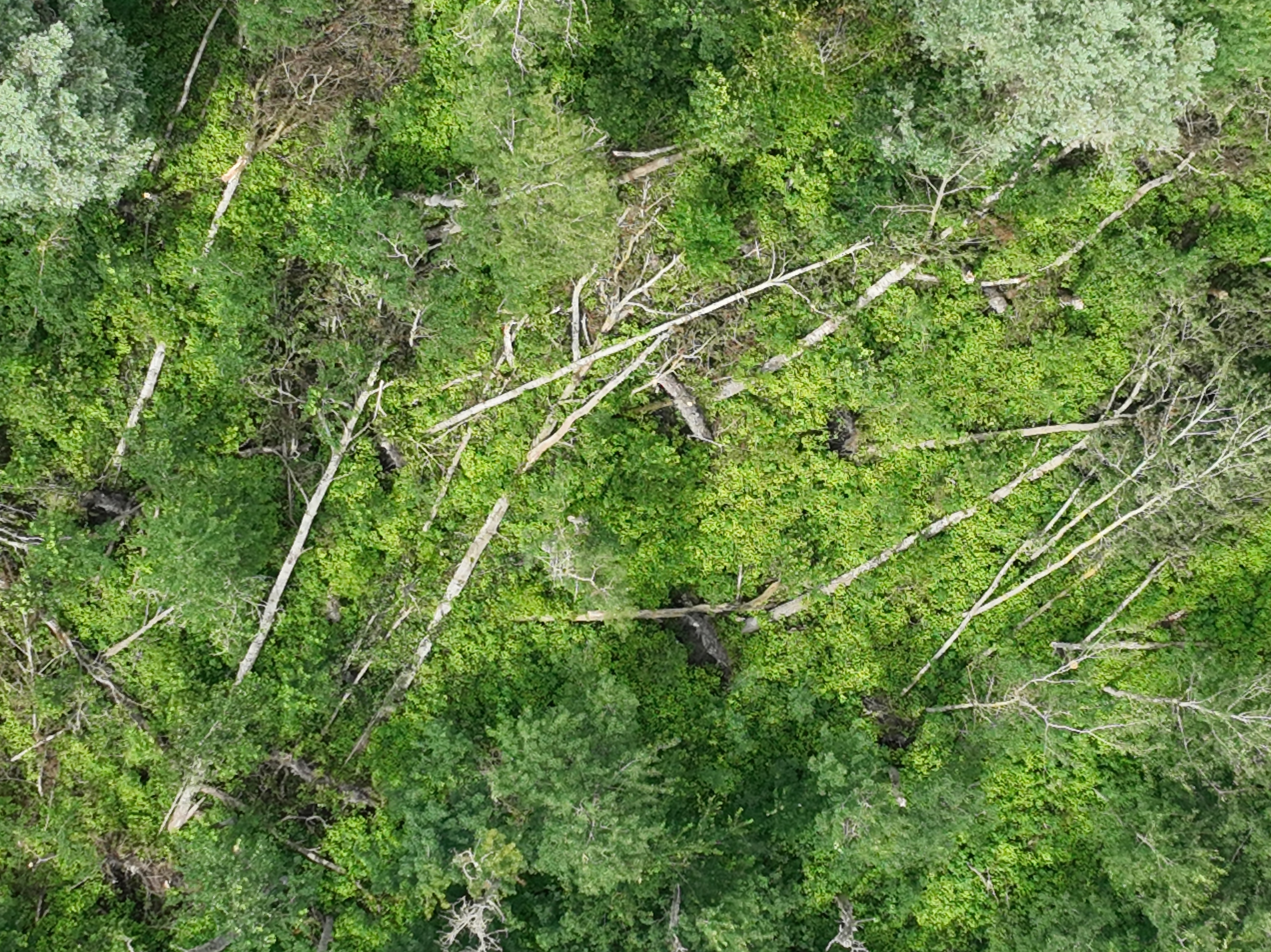 MelancthonDroneTrees.png.jpg