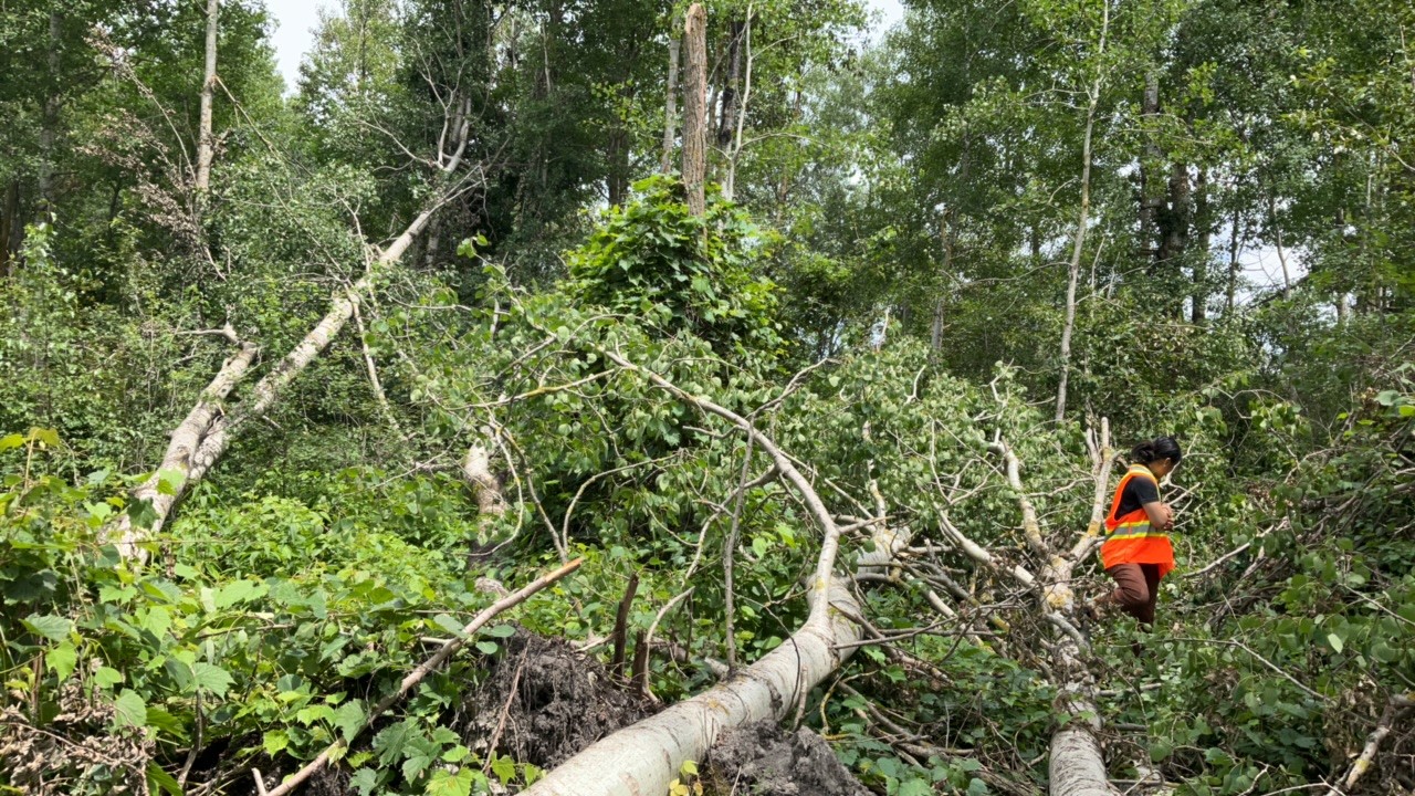 MelancthonGroundTrees.png.jpg