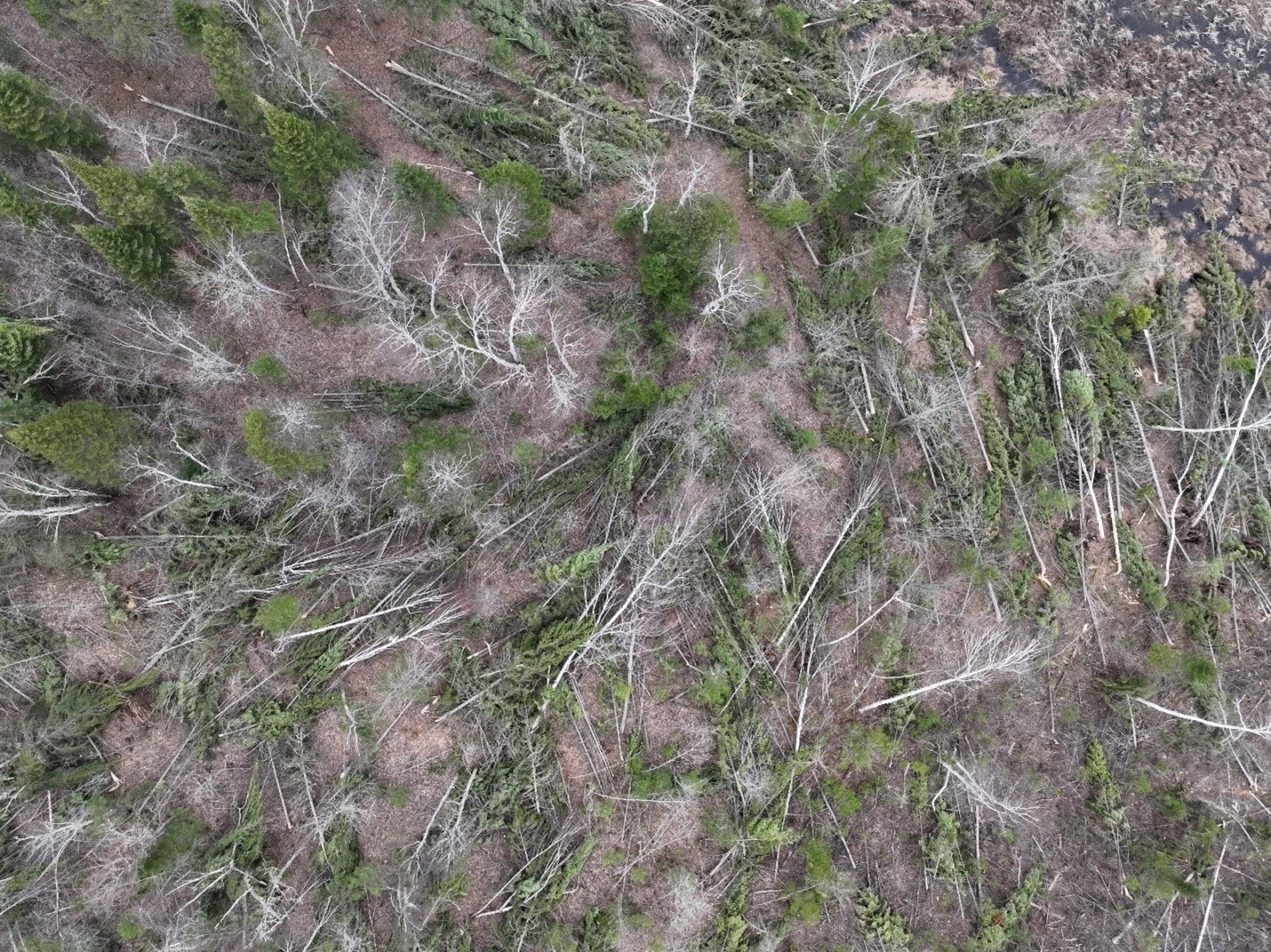 Damage - drone photos of treefall