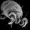 pests under microscope