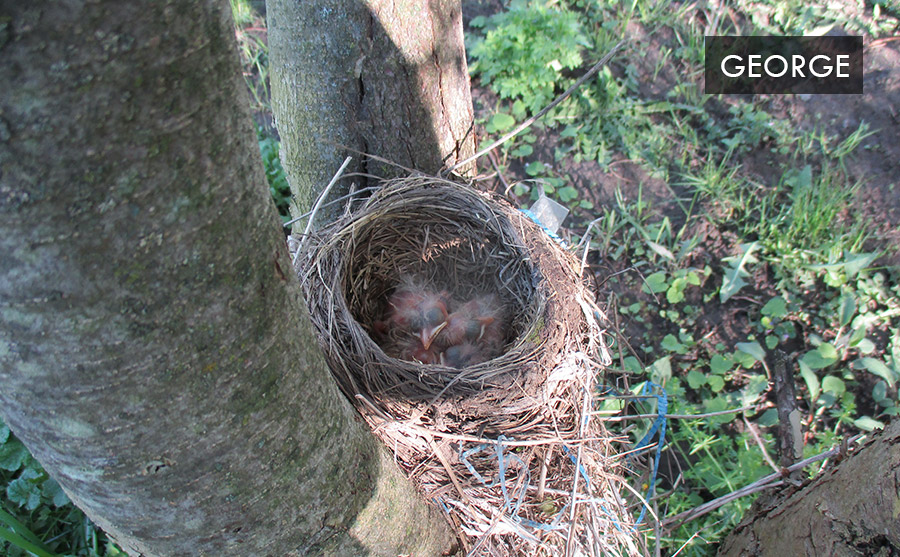 bird nest