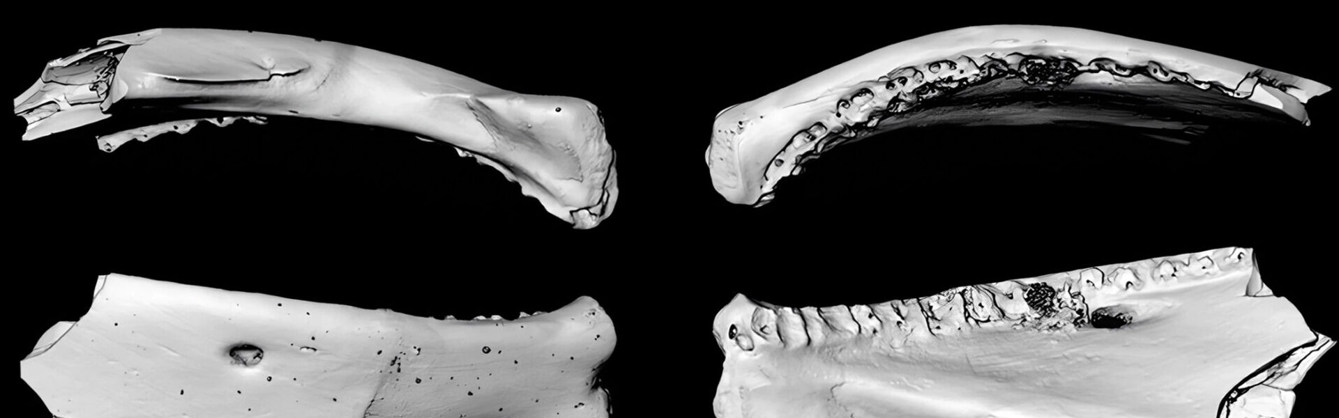 Digital reconstructions from computed tomography scans of Archaeosiilik gilmulli, a prehistoric fish similar to pike