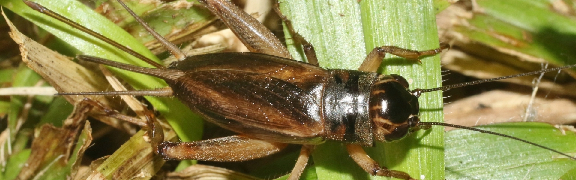Close-up photo of a cricket in grass