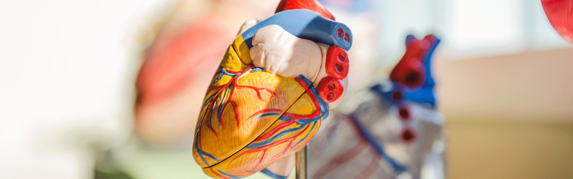 Anatomical model of a human heart