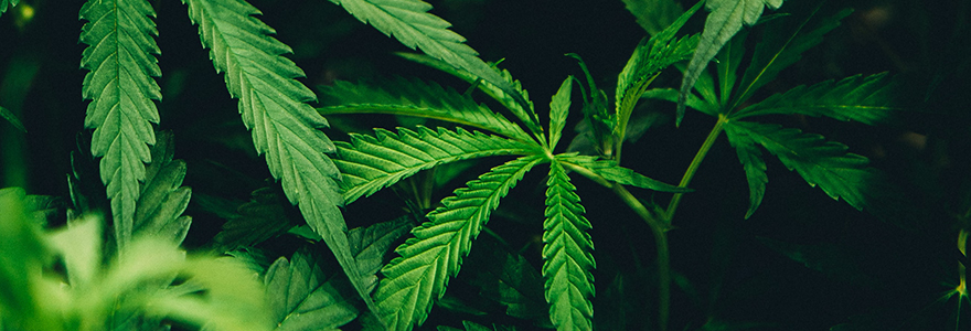 decorative image of cannabis plants