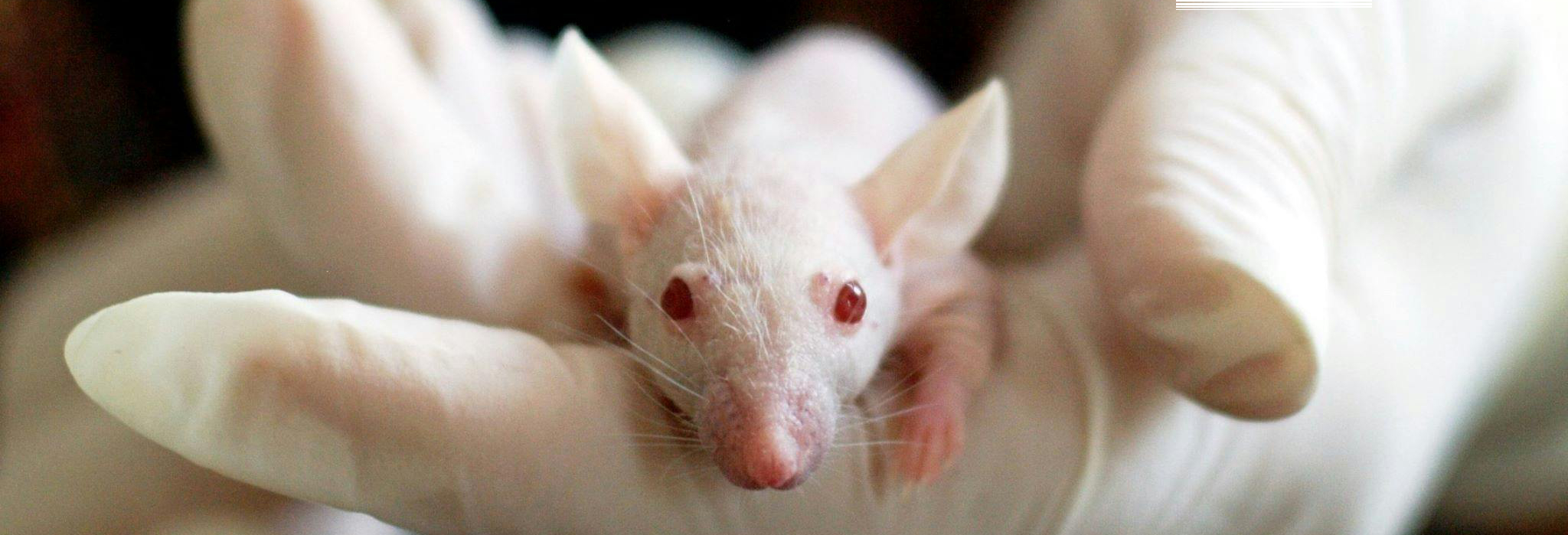 Nude mouse in gloved hand