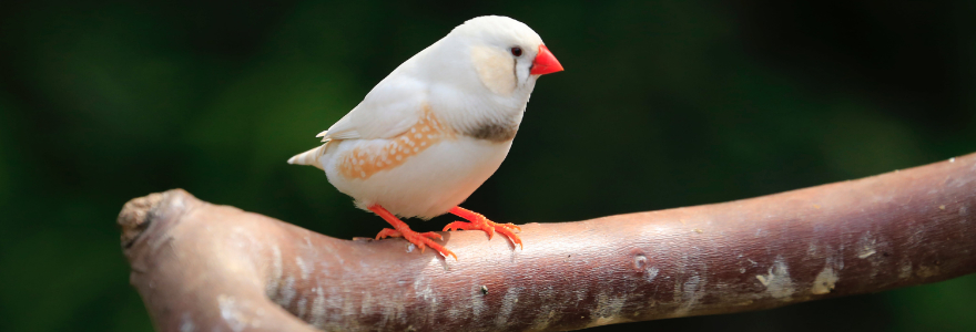 Zebra finch sitting on a branch