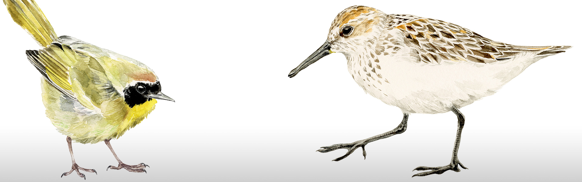 Illustration of wild birds