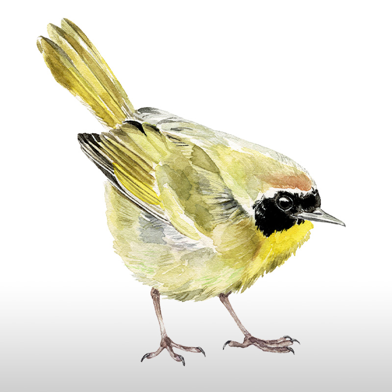 Illustration of wild birds