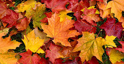 Autumn leaves