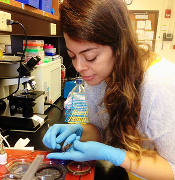 Des Marteaux working in the lab to determine the critical thermal minimum of insects.