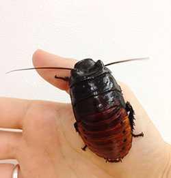 There are coachroaches, then there are Madagascar hissing roaches.