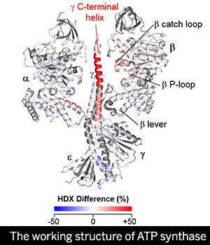 ATP synthase