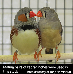zebra finches mating pair