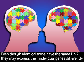 Twins share the same DNA but each indibidual may express genes differently