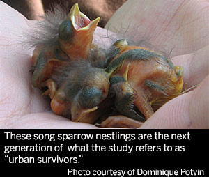 urban song sparrows