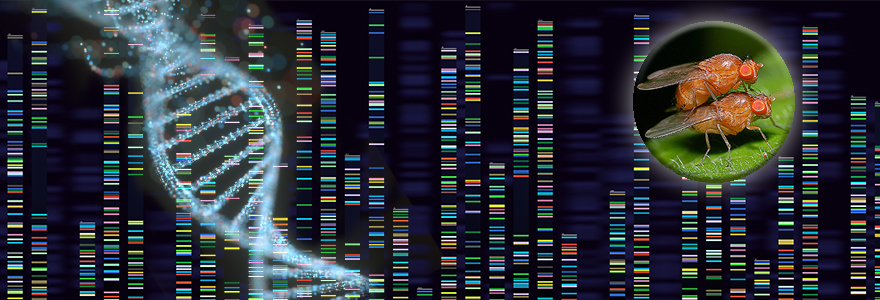 DNA strand, Genetic Sequencing results, and fruit flies mating