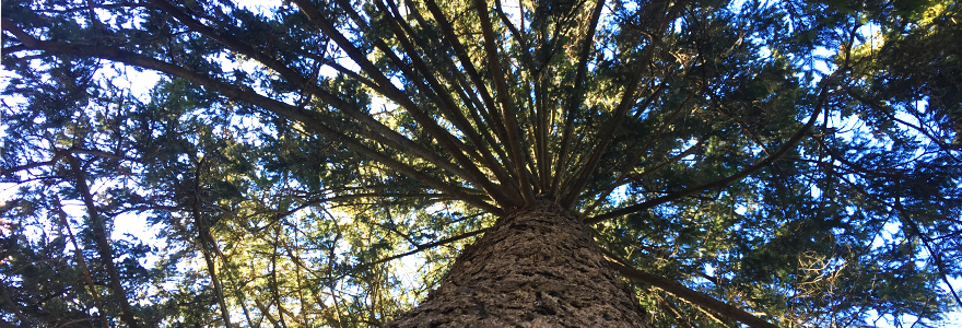 Tree from ground up perspective