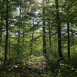 Boreal Forest Landscape