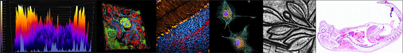 Sample images from the Nikon Inverted Microscope
