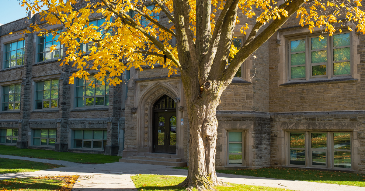 Bright yellow leaves on a fall tree on campus