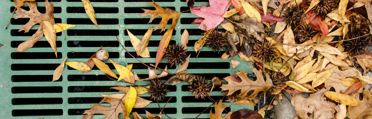 Colourful fall leaves on a green sewer great