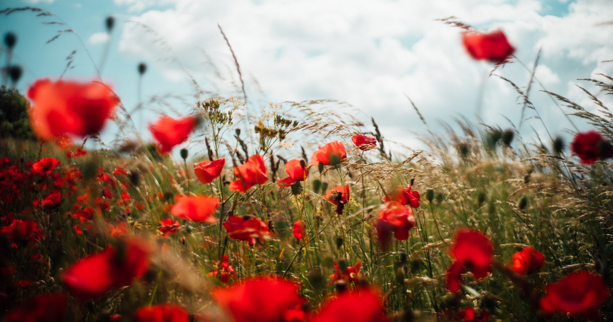 A field of poppies in the sun