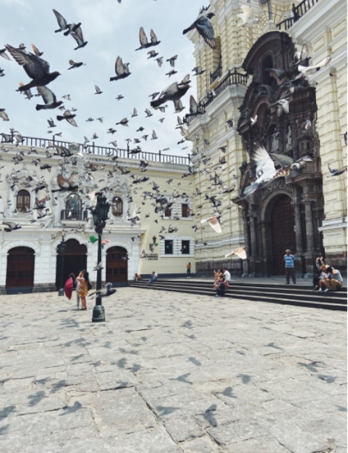 A flock of black birds flying through the sky