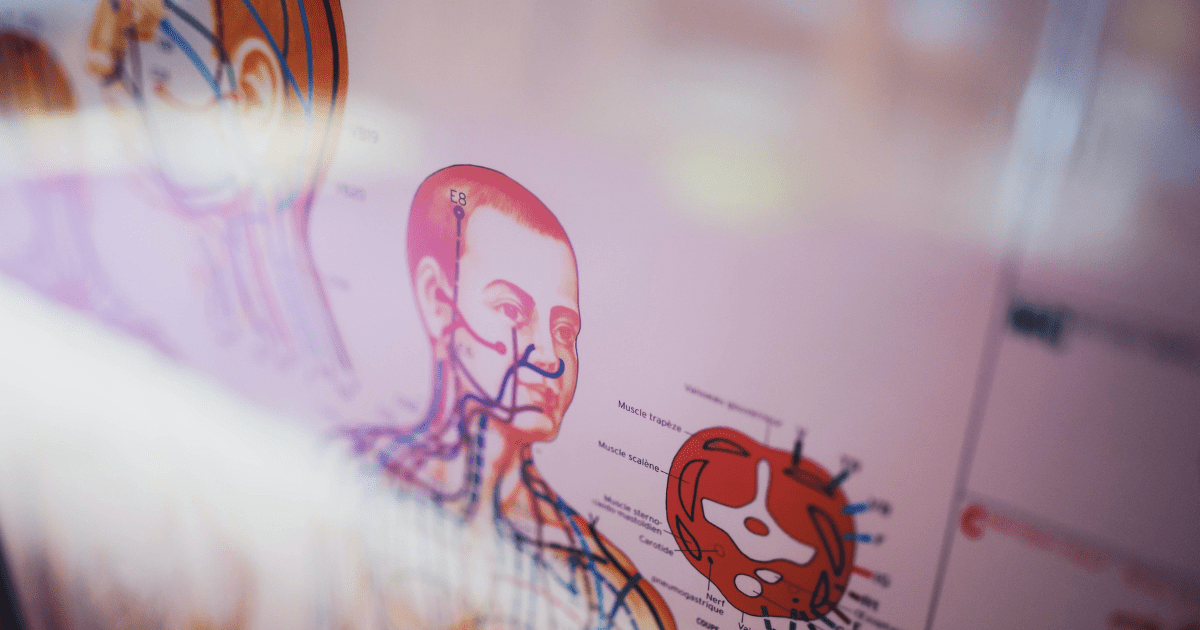 Close up image of an anatomy textbook diagram